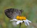 Erebia graucasica (Kafkas Güzelesmeri)